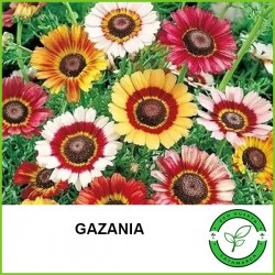 Gazania