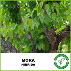 Mora Hibrida