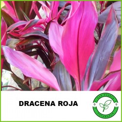 Dracena Rubra
