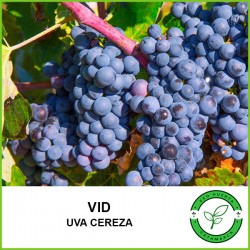 Vid (Uva Cereza)