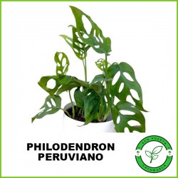 Philodendron Peruviano