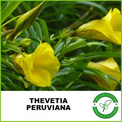 Thevetia Peruviana