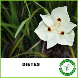 Dietes