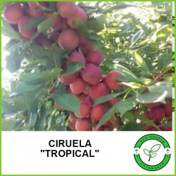 Ciruela Tropical