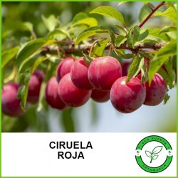 Ciruela Roja