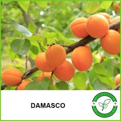 Damasco