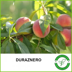Durazno