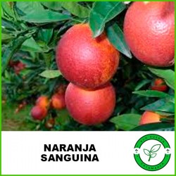 Naranja Sanguina