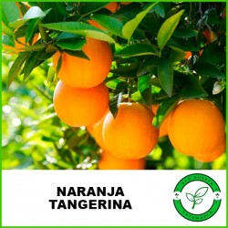 Naranja Tangerina