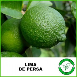 Lima Tahití (Persa)